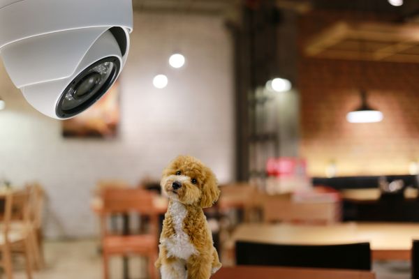 Câmera para vigiar cachorro